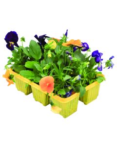 Peebles Bedding Plant Seedling 6 Pack